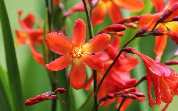 Crocosmia