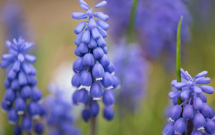 Grape hyacinth