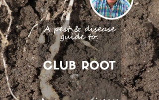club root feature