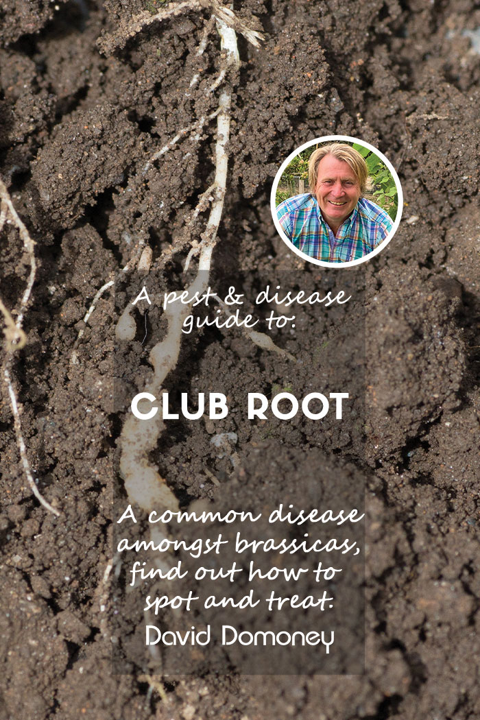 club root feature