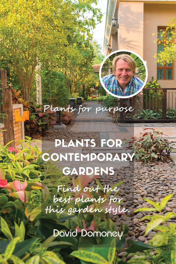 P4P plants for contemporary gardens feature blog