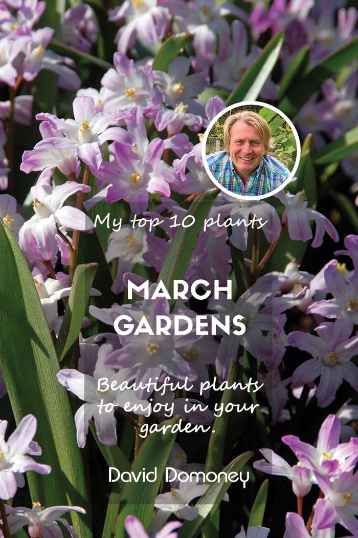 March blog feature top ten plants for march gardens