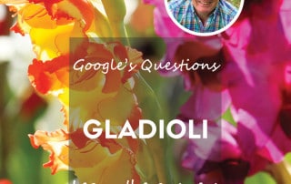 Google's most asked questions about gladioli blog feature
