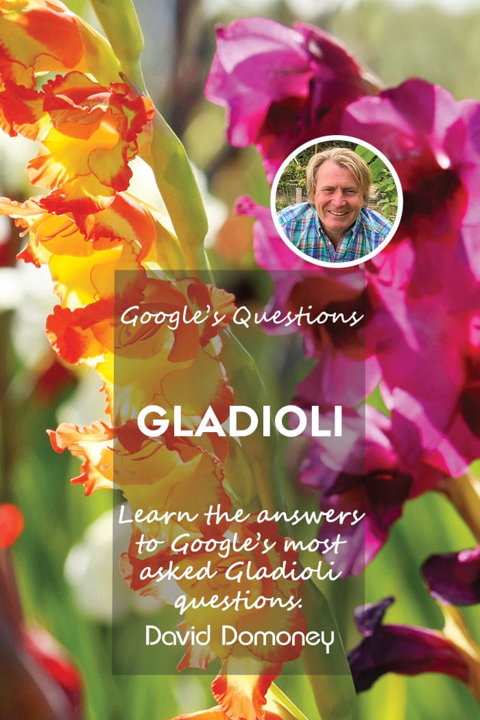 Google's most asked questions about gladioli blog feature