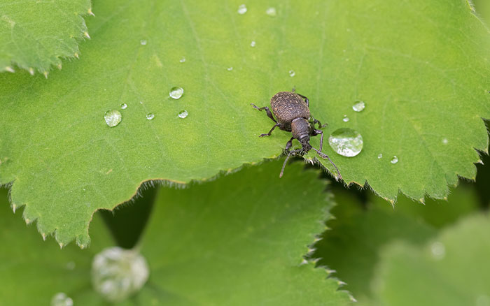 vine weevil eating a leaf