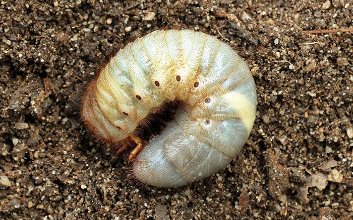 vine weevil larvae