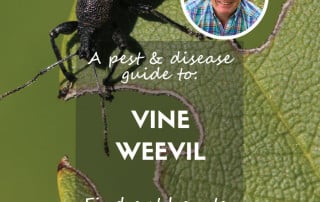 pest and disease guide to vine weevil feature