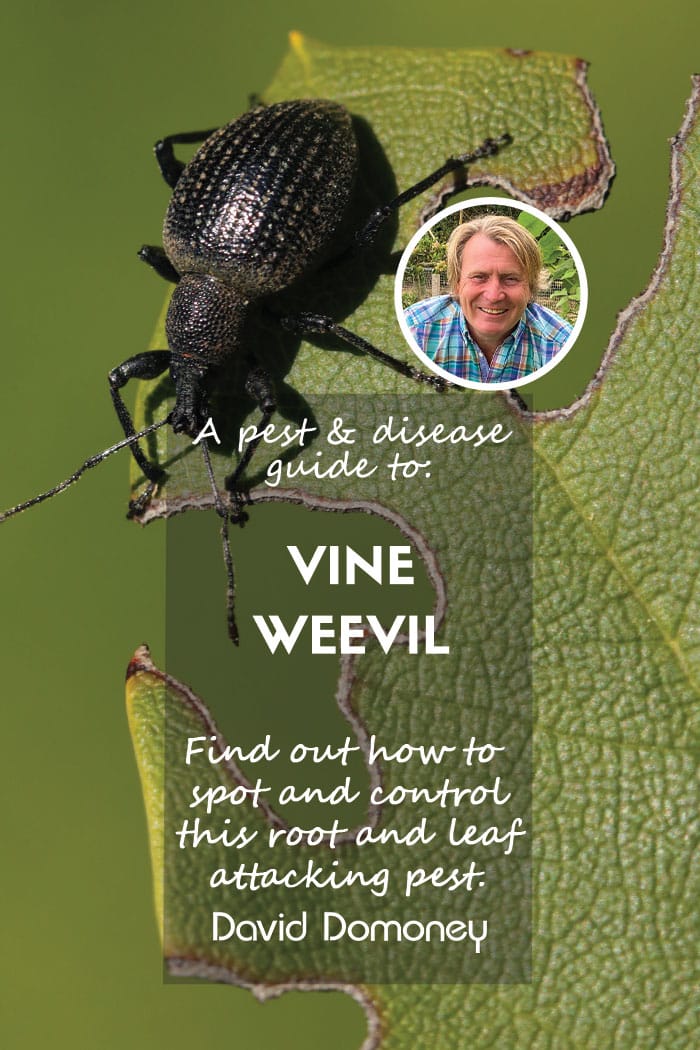 pest and disease guide to vine weevil feature