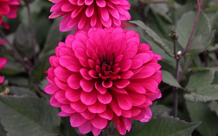 Pink dahlia