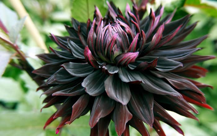 'Black' Dahlia