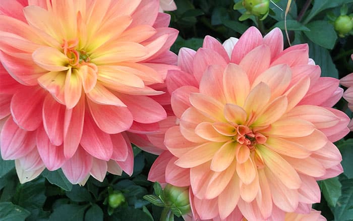 Bicolour dahlia