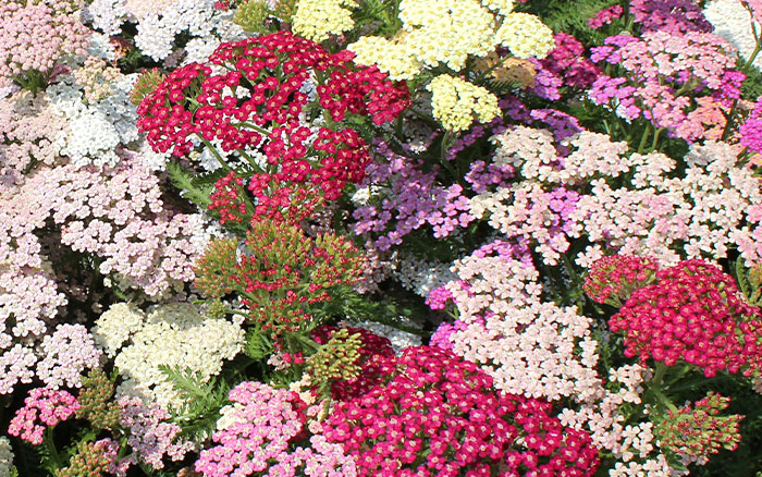 Companion dahlia achillea