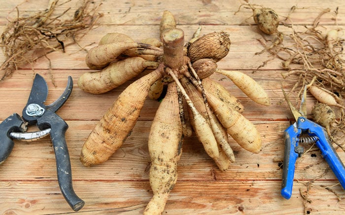 Dividing dahlia tubers