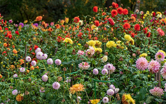 Sunny spot for dahlias