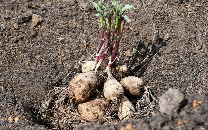 Dahlia tubers growing from seeds