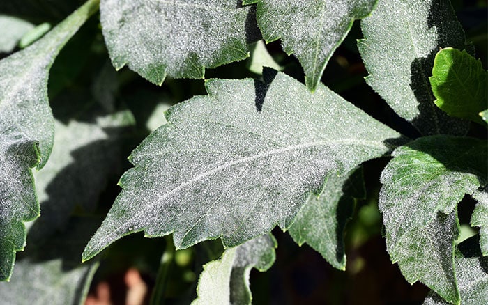 Powdery mildew dahlia