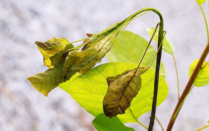 Verticillium wilt