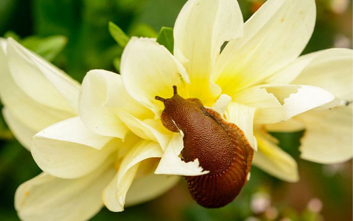 Slug on dahlia