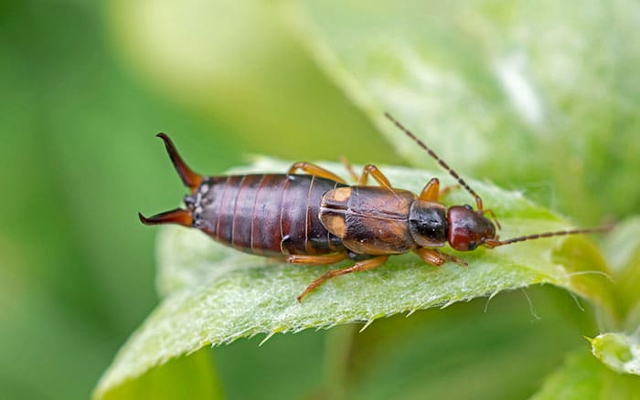 Earwig dahlia