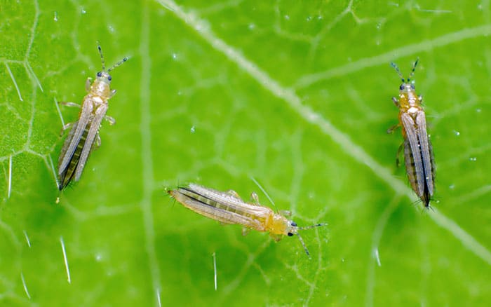 Thrips on leaf