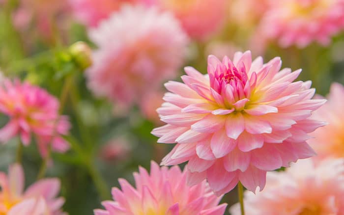 Growing dahlias in a sunny spot