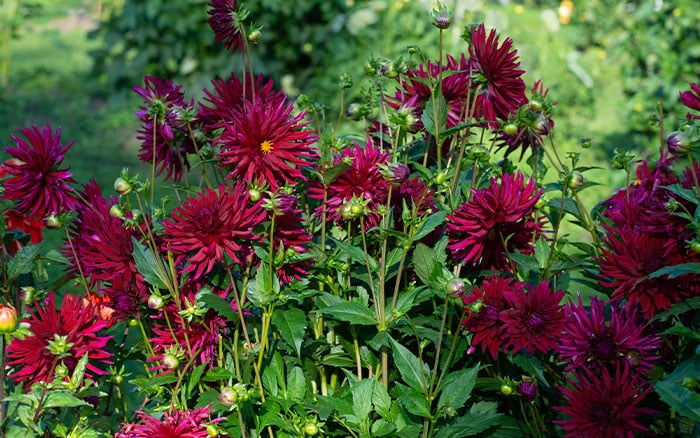 Dahlia chat noir