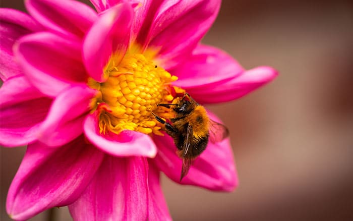 Dahlia with a bee