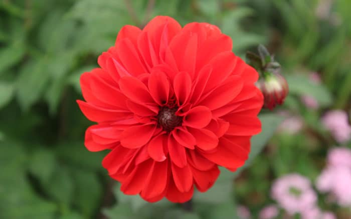 Red dahlia