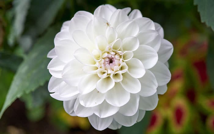 White dahlia