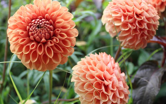 Orange dahlia