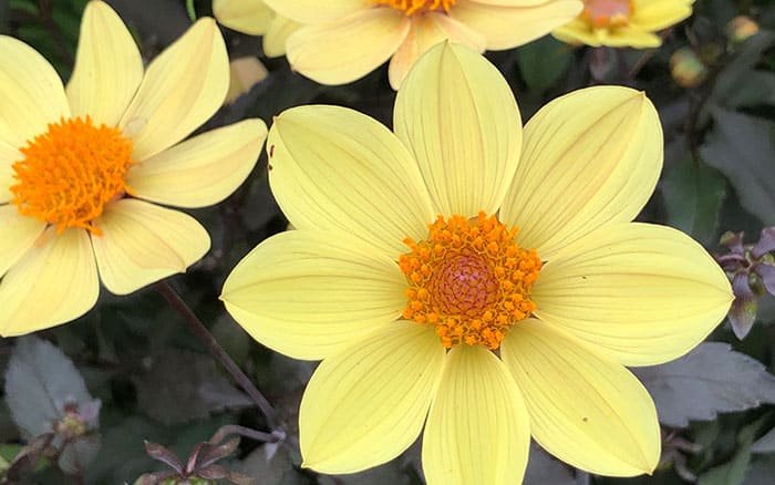 Yellow dahlia