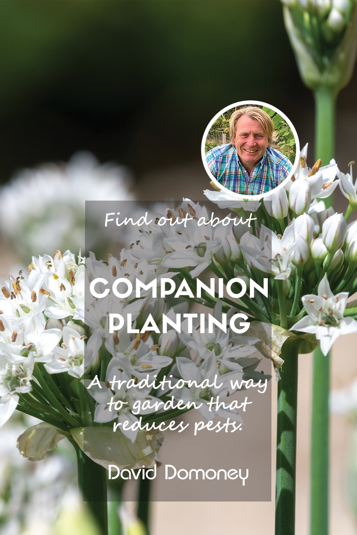 Companion Planting