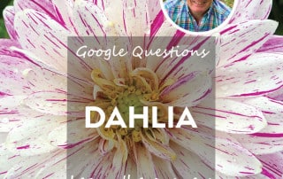 Dahlia feature q&a