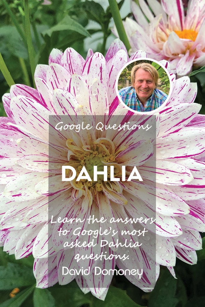 Dahlia feature q&a