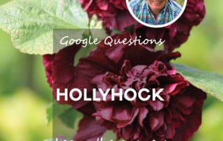 Hollyhocks google questions blog feature