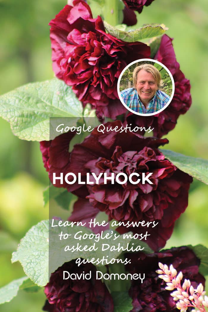 Hollyhocks google questions blog feature