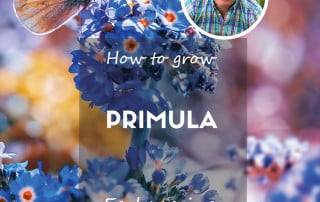 How to grow primula