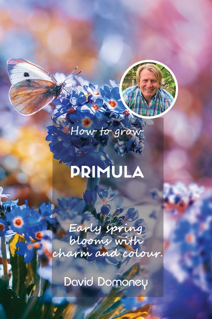 How to grow primula