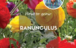 Ranunculus feature