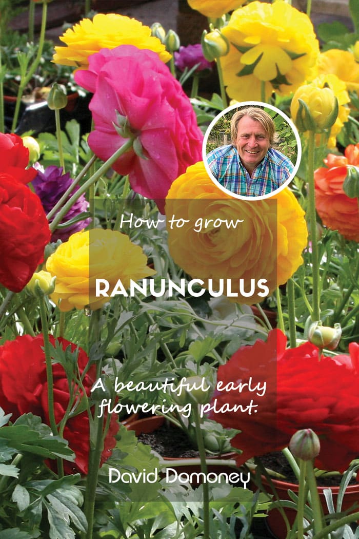 Ranunculus feature