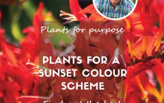 Plants for a sunset feature april plants for purpose p4p