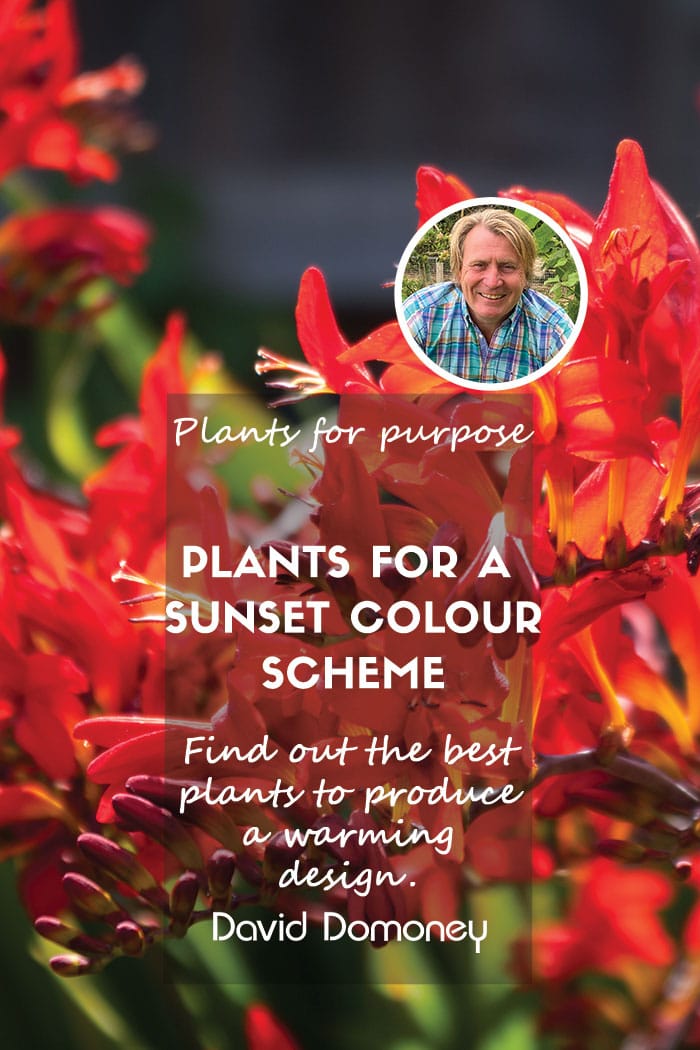Plants for a sunset feature april plants for purpose p4p