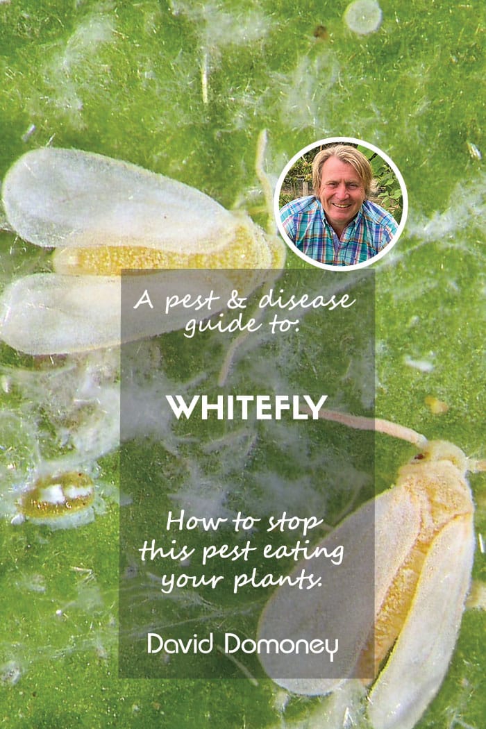 Whitefly pest and disease guide
