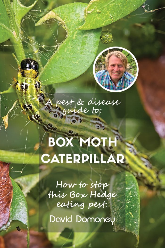 box moth caterpillar feature blog