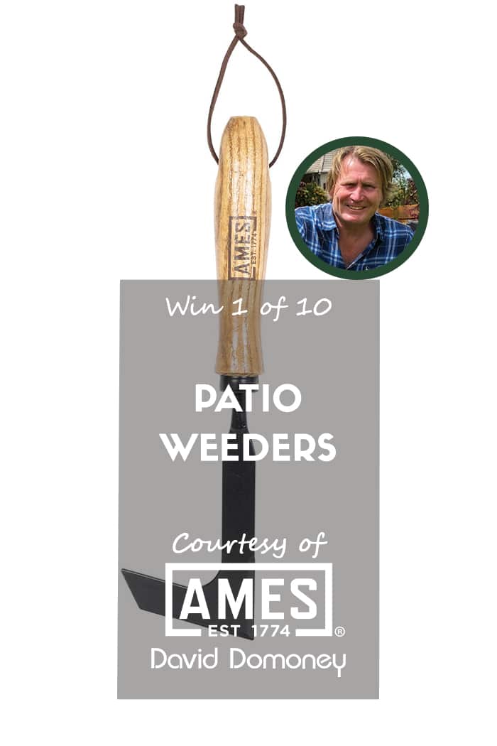 Patio Weeder