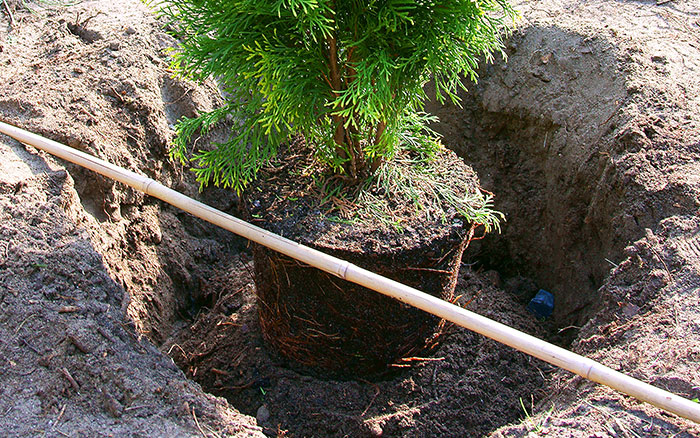 plant at same depth