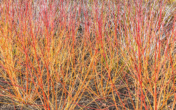 Cornus sanguinea 'Anny's Winter Orange' (Dogwood)