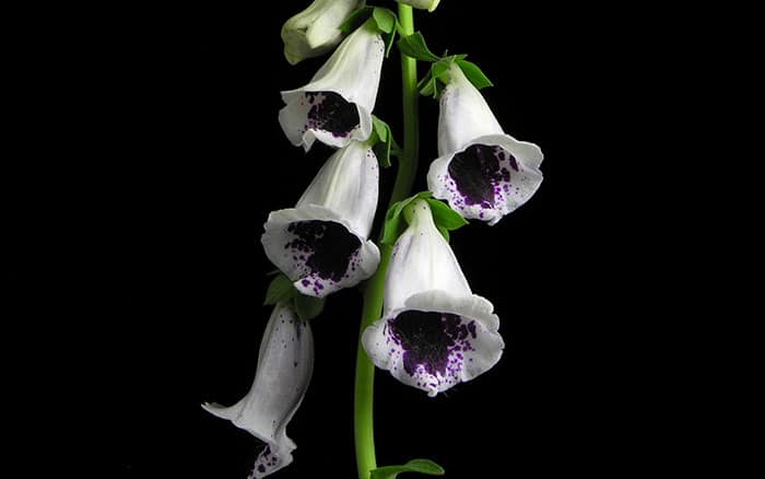 Digitalis purpurea 'Pam's Choice'