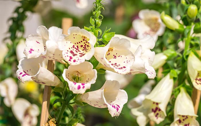 Digitalis purpurea 'Dalmatian Peach'