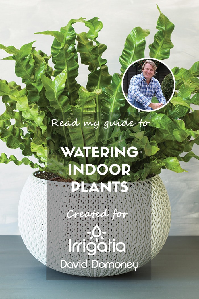 Watering Indoor Plants